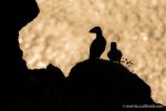 Golden Puffins - The Hall of Einar - photograph (c) David Bailey (not the)