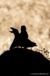 Golden Puffins - The Hall of Einar - photograph (c) David Bailey (not the)