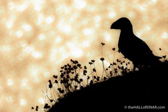 Golden Puffins - The Hall of Einar - photograph (c) David Bailey (not the)