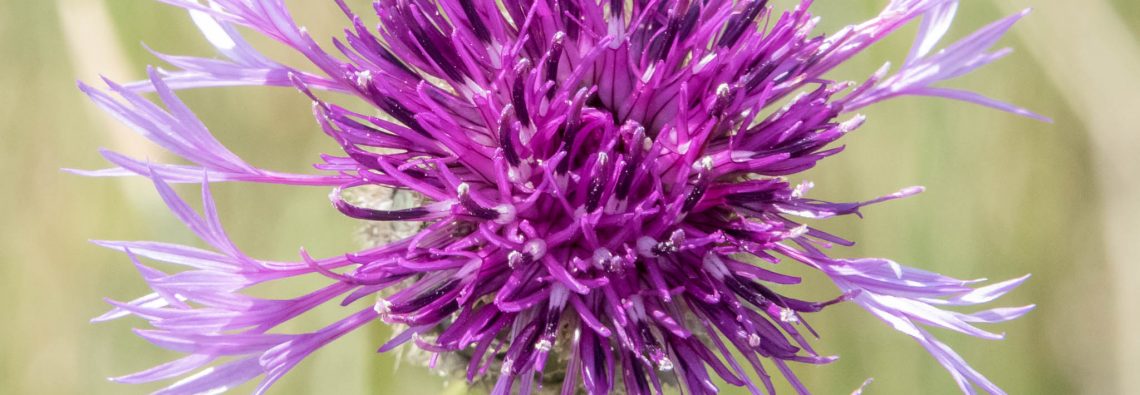 Greater Knapweed - The Hall of Einar - photograph (c) David Bailey (not the)