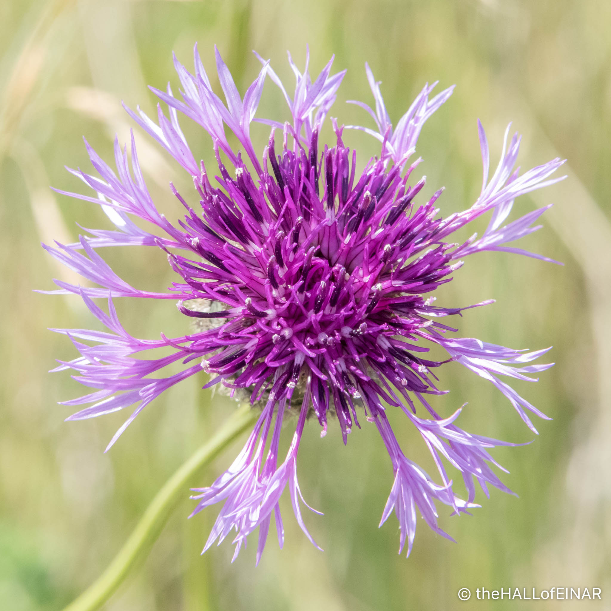 Greater Knapweed - The Hall of Einar - photograph (c) David Bailey (not the)