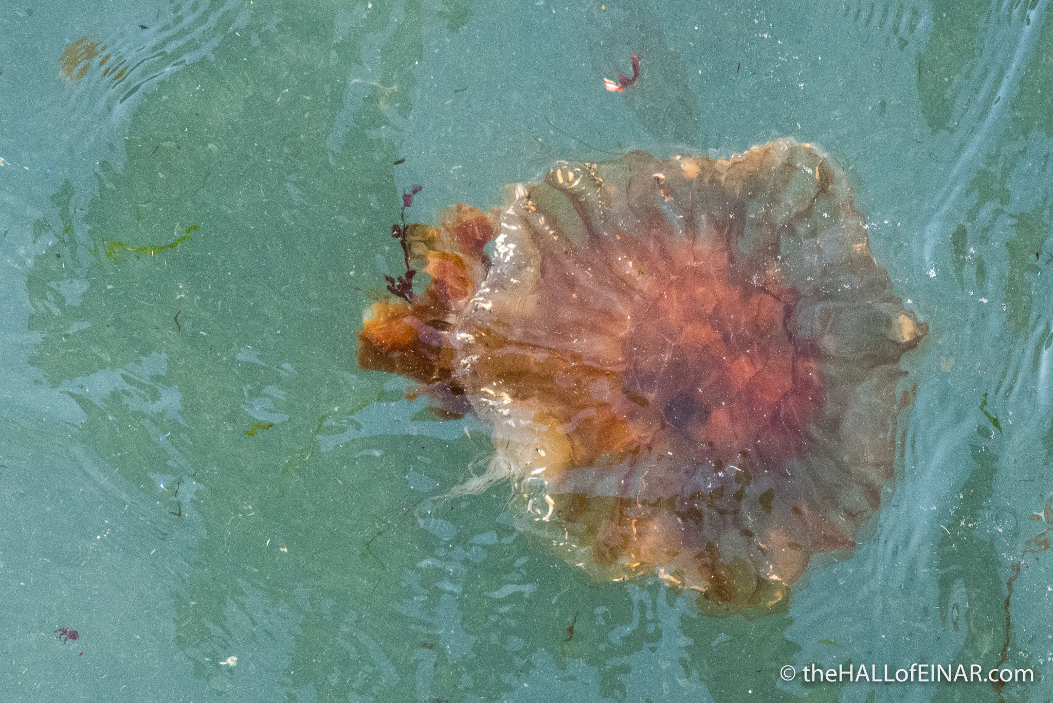 Lion's Mane Jellyfish - The Hall of Einar - photograph (c) David Bailey (not the)