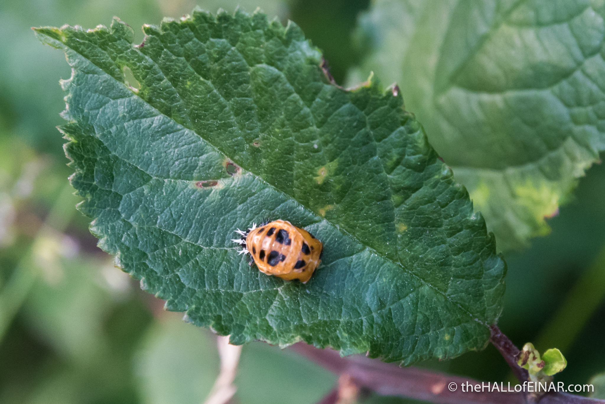 Ladybird Larva - The Hall fo Einar - photograph (c) David Bailey (not the)
