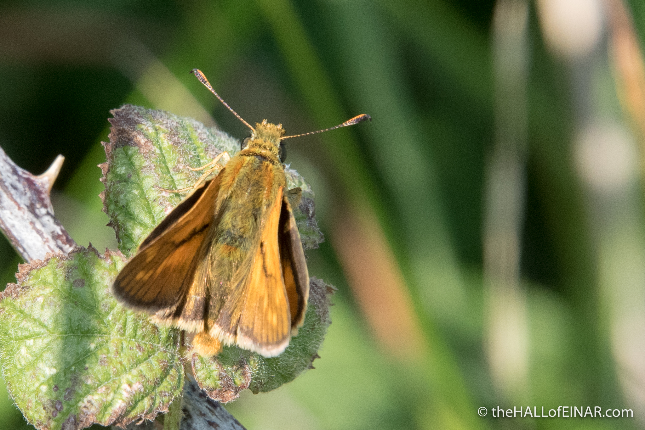Large Skipper - The Hall of Einar - photograph (c) David Bailey (not the)