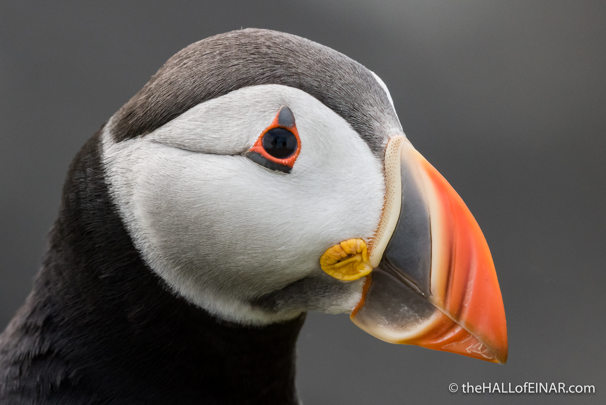 Puffin Portrait - The Hall of Einar - photograph (c) David Bailey (not the)