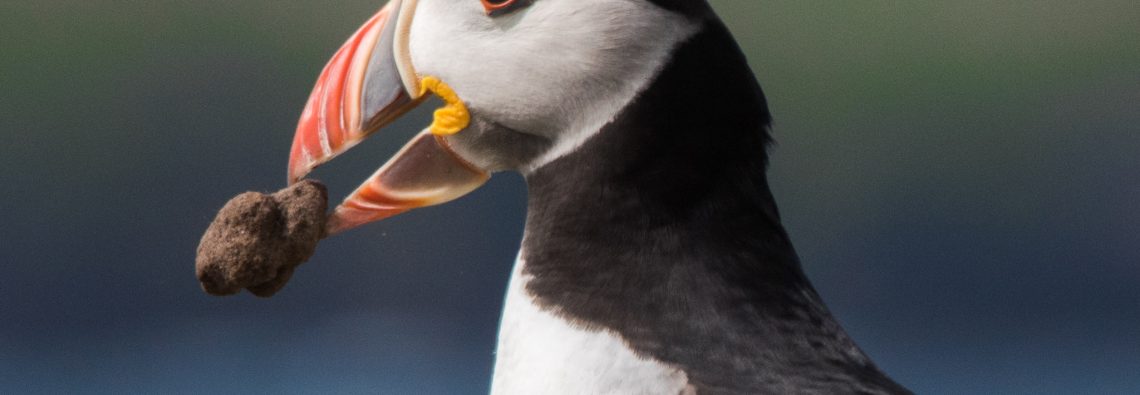 Puffin - The Hall of Einar - photograph (c) David Bailey (not the)