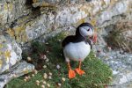 Puffin - The Hall of Einar - photograph (c) David Bailey (not the)