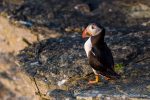 Puffin - The Hall of Einar - photograph (c) David Bailey (not the)