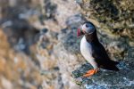 Puffin - The Hall of Einar - photograph (c) David Bailey (not the)