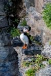 Puffin - The Hall of Einar - photograph (c) David Bailey (not the)