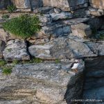 Puffin - The Hall of Einar - photograph (c) David Bailey (not the)