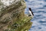 Razorbill - The Hall of Einar - photograph (c) David Bailey (not the)