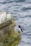 Razorbill - The Hall of Einar - photograph (c) David Bailey (not the)