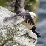 Razorbill - The Hall of Einar - photograph (c) David Bailey (not the)