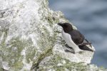 Razorbill - The Hall of Einar - photograph (c) David Bailey (not the)