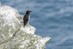 Razorbill - The Hall of Einar - photograph (c) David Bailey (not the)