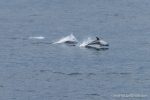 Risso's Dolphins - The Hall of Einar - photograph (c) David Bailey (not the)
