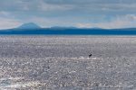 White-Beaked Dolphin - The Hall of Einar - photograph (c) David Bailey (not the)