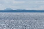 White-Beaked Dolphin - The Hall of Einar - photograph (c) David Bailey (not the)