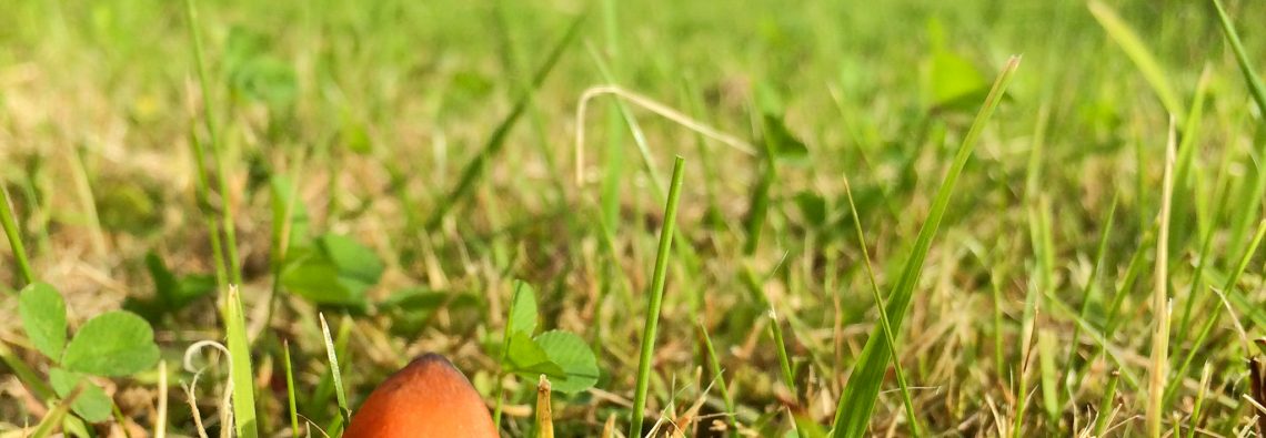 Blackening Waxcap on the A9 - The Hall of Einar - photograph (c) David Bailey (not the)