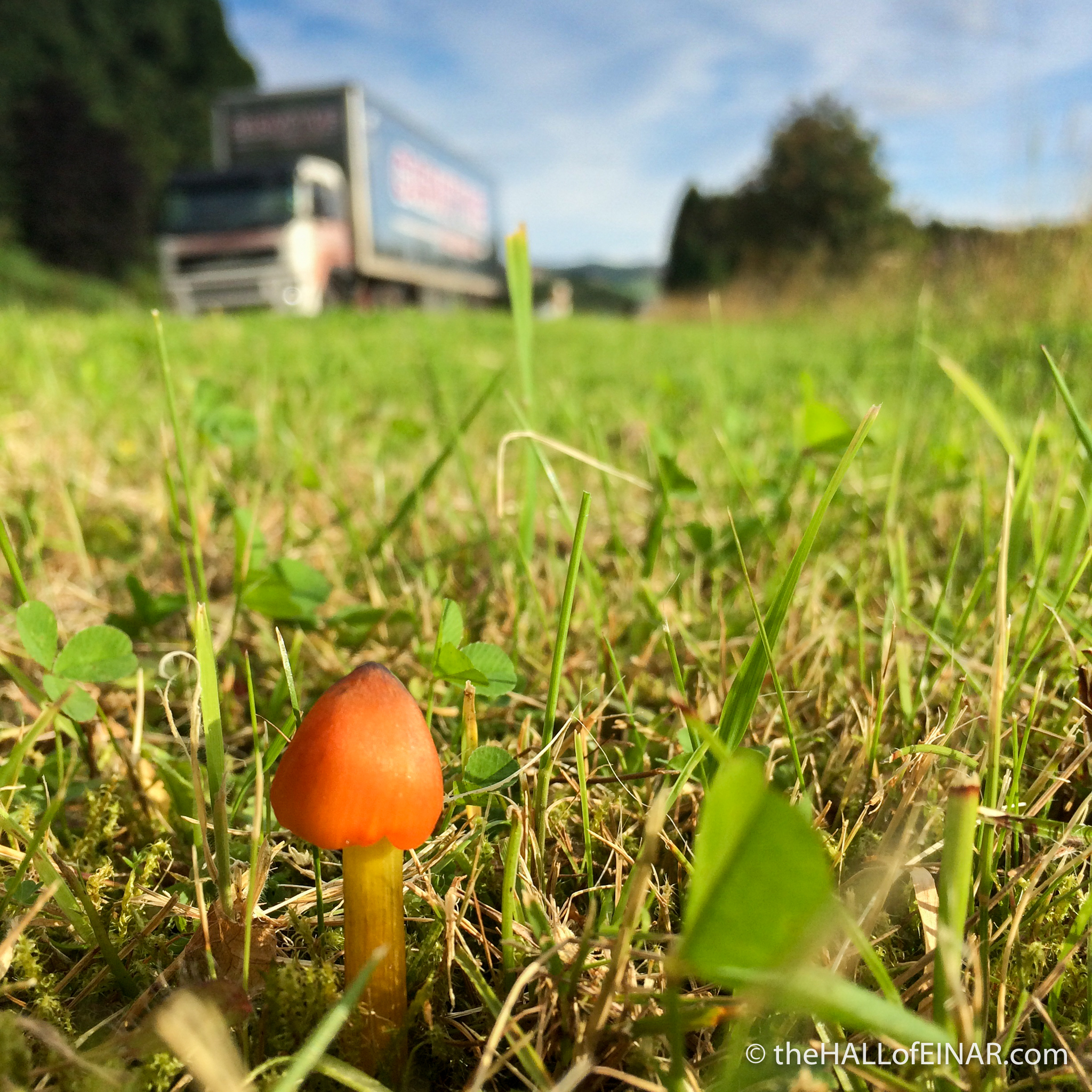 Blackening Waxcap on the A9 - The Hall of Einar - photograph (c) David Bailey (not the)