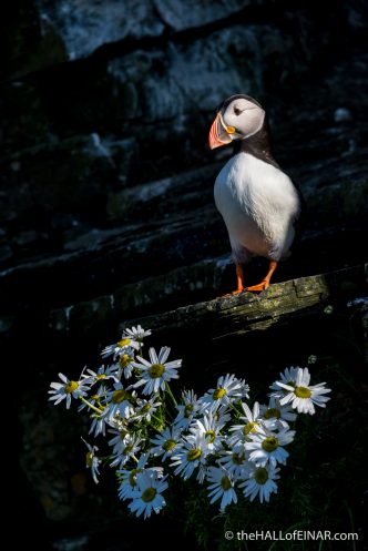 Admiring your garden - The Hall of Einar - photograph (c) David Bailey (not the)