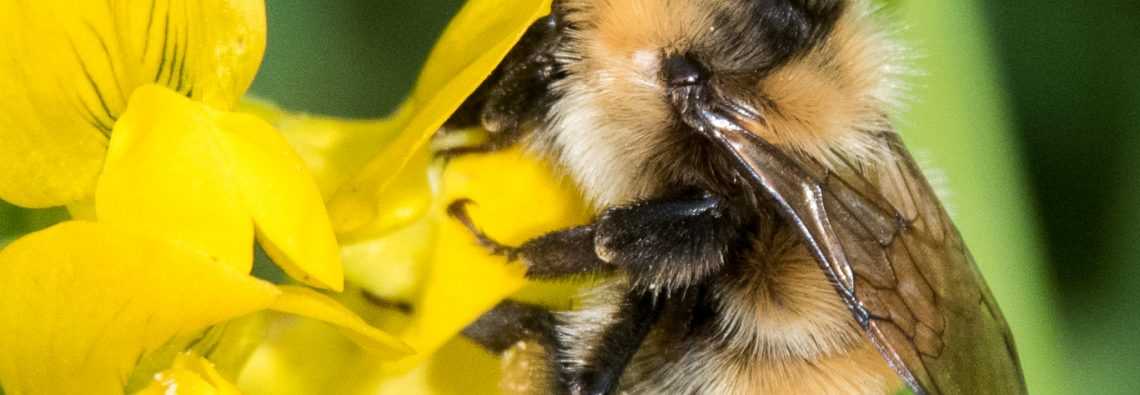 Great Yellow Bumblebee - The Hall of Einar - photograph (c) David Bailey (not the)