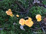 Chanterelle - The Hall of Einar - photograph (c) David Bailey (not the)