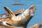 Common Seals - The Hall of Einar - photograph (c) David Bailey (not the)