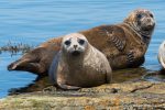 Common Seals - The Hall of Einar - photograph (c) David Bailey (not the)