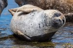 Common Seals - The Hall of Einar - photograph (c) David Bailey (not the)