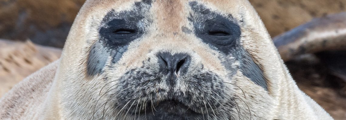 Common Seals - The Hall of Einar - photograph (c) David Bailey (not the)