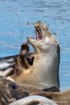 Common Seals - The Hall of Einar - photograph (c) David Bailey (not the)