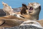 Common Seals - The Hall of Einar - photograph (c) David Bailey (not the)