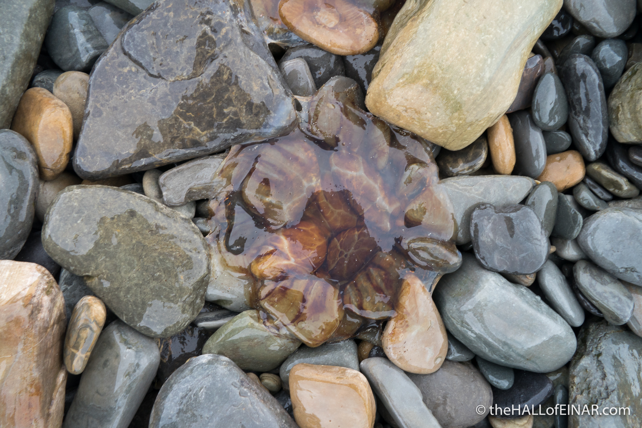 Compass Jellyfish – David at the HALL of EINAR