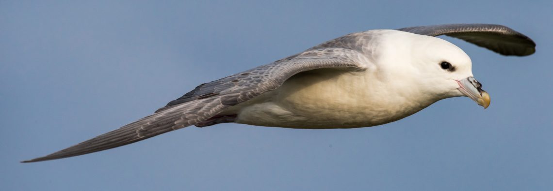 Flying Fulmar - The Hall of Einar - photograph (c) David Bailey (not the)