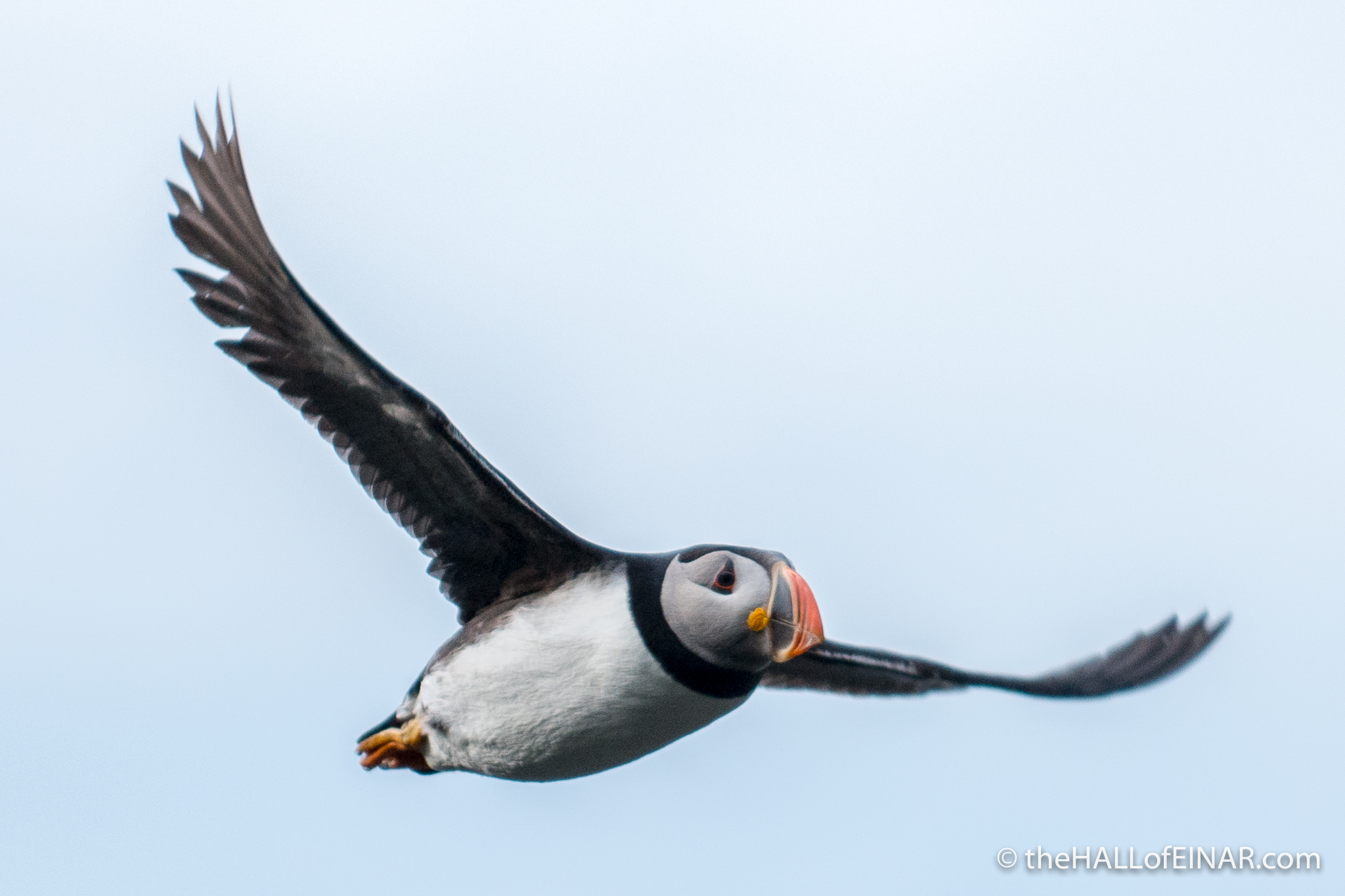 Flying Puffin - The Hall of Einar - photograph (c) David Bailey (not the)