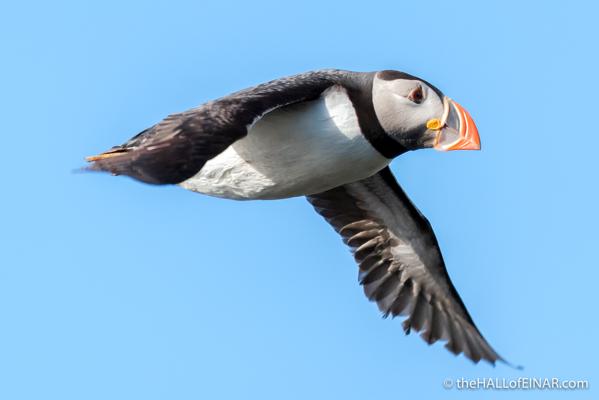 Flying Puffins - The Hall of Einar - photograph (c) David Bailey (not the)