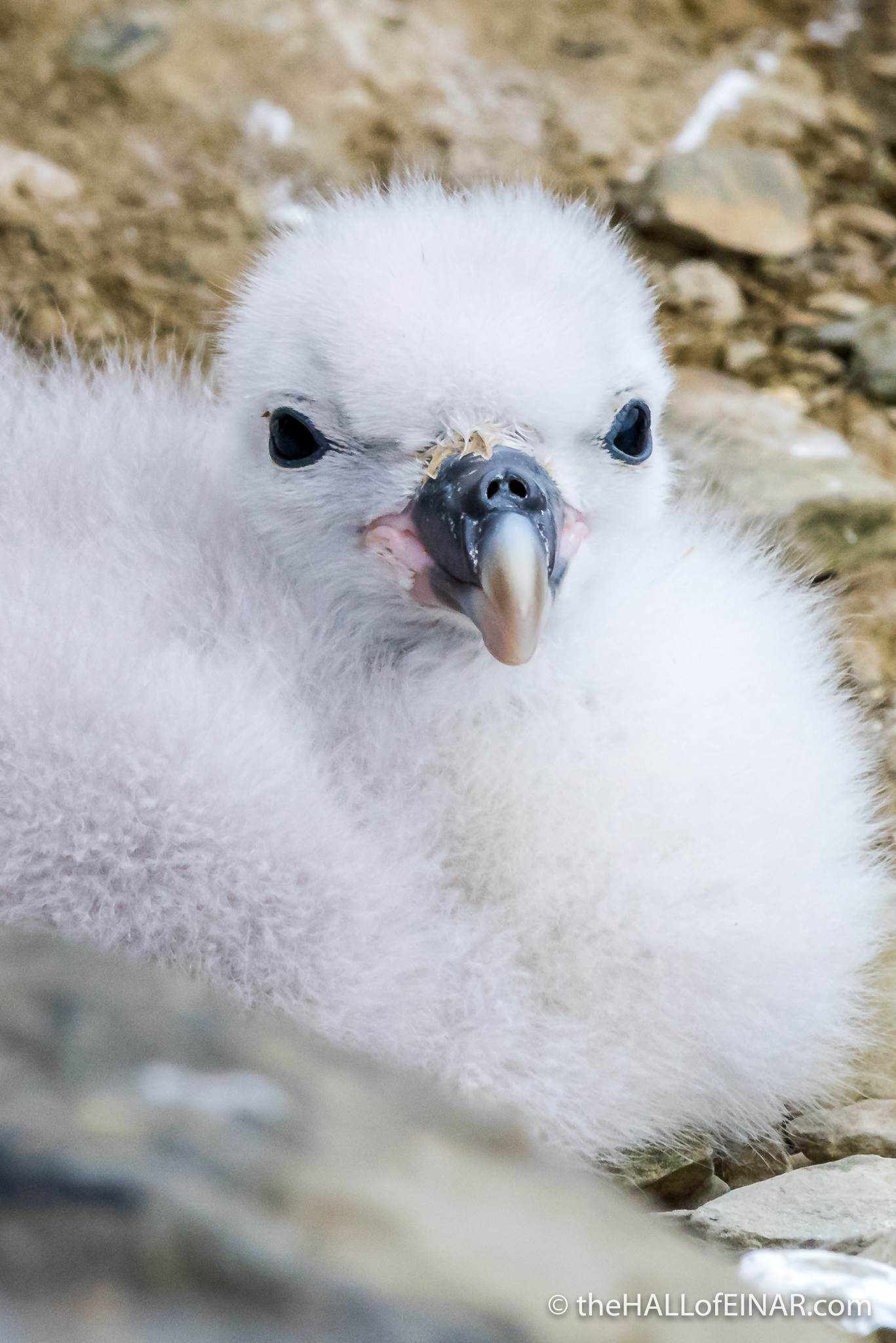 Fulmar Chick - The Hall of Einar - photograph (c) David Bailey (not the)