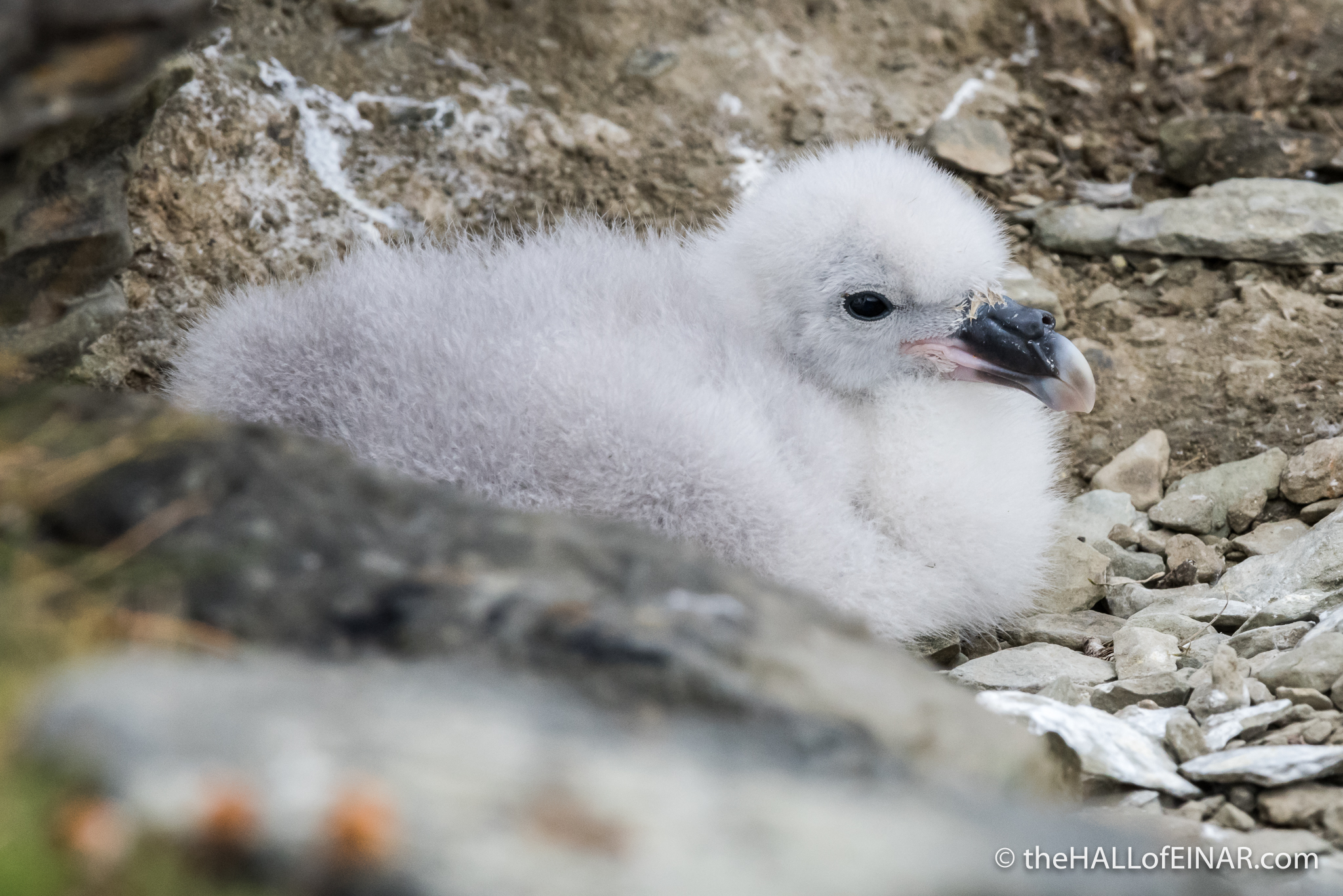 Fulmar Chick - The Hall of Einar - photograph (c) David Bailey (not the)