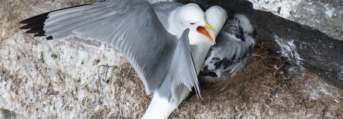 Kittiwakes - The Hall of Einar - photograph (c) David Bailey (not the)