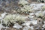 Lichen - The Hall of Einar - photograph (c) David Bailey (not the)