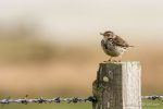 Pipit - The Hall of Einar - photograph (c) David Bailey (not the)