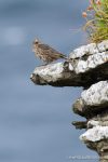 Pipit - The Hall of Einar - photograph (c) David Bailey (not the)