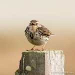 Pipit - The Hall of Einar - photograph (c) David Bailey (not the)