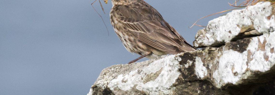 Pipit - The Hall of Einar - photograph (c) David Bailey (not the)