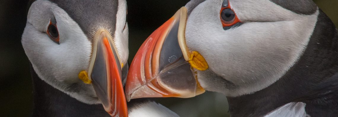 Puffin Love - The Hall of Einar - photograph (c) David Bailey (not the)