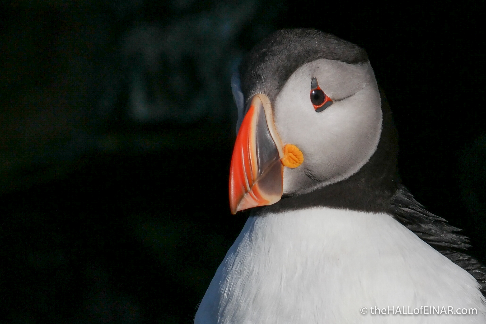 Evening Puffin - The Hall of Einar - photograph (c) David Bailey (not the)