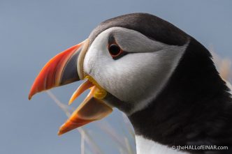 Puffin - The Hall of Einar - photograph (c) David Bailey (not the)