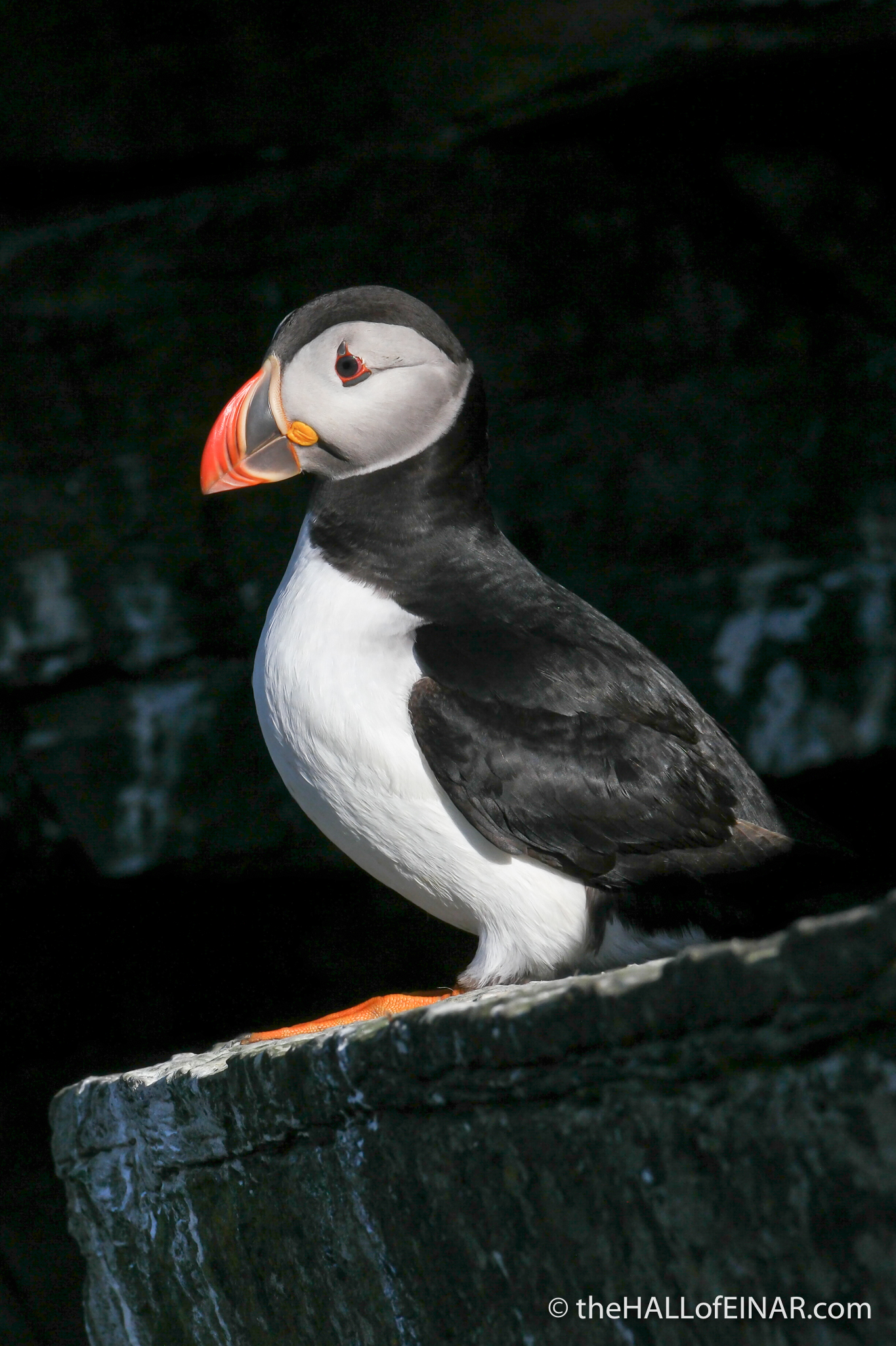 Evening Puffin - The Hall of Einar - photograph (c) David Bailey (not the)
